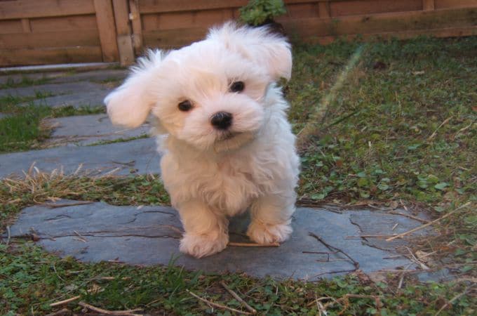 teacup maltipoo full grown size