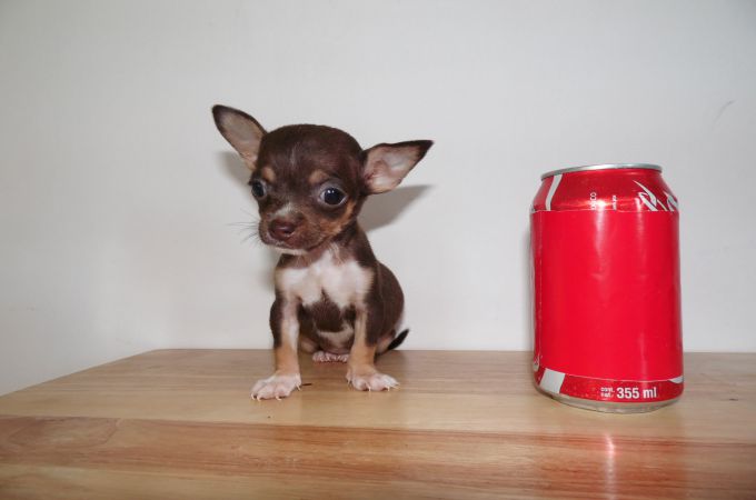 Teacup Chihuahua - 8 Facts about these Adorable Mini Chi-Chi Dog Breeds
