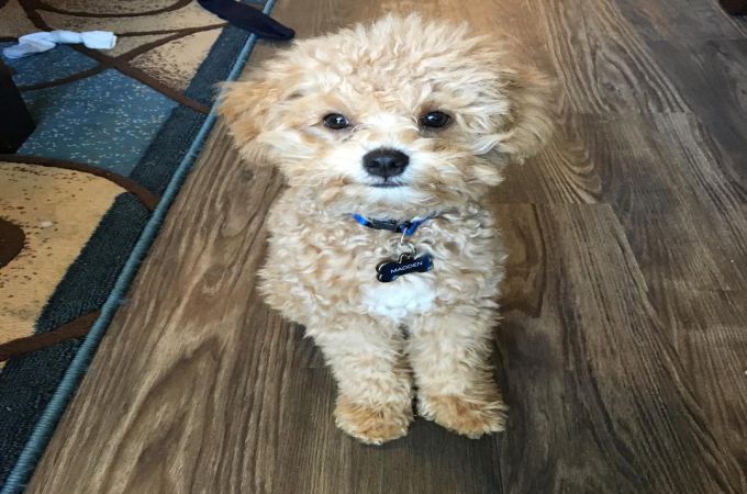 Maltipoo Puppy Weight Chart