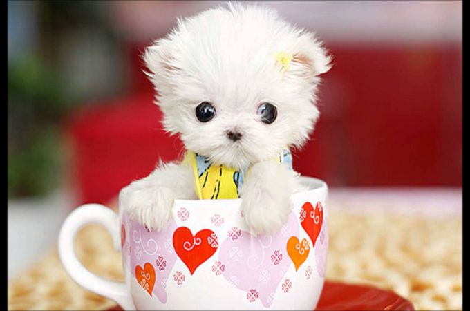 Teacup Maltese Weight Chart