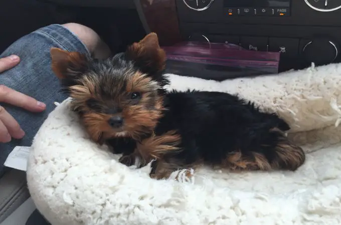 7 Types of Adorable Yorkie Puppies » Teacupdogdaily