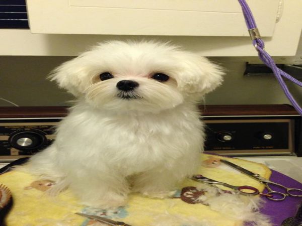 Maltese Dogs 7 Popular Haircut Styles And Colors Teacup