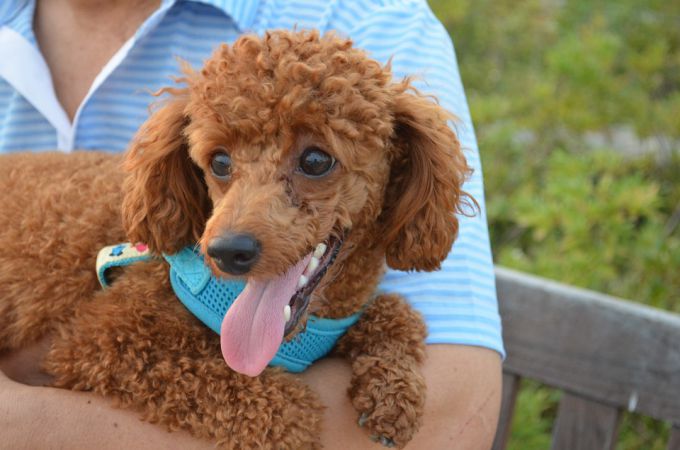 Miniature Poodle Weight Chart