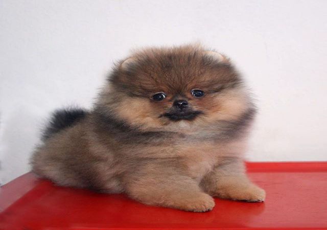 Cute Pomeranian Puppies Price Range