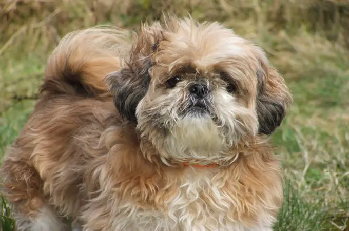 What are some common characteristics of an imperial Shih Tzu?