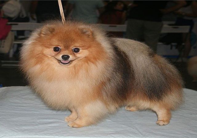 Pomeranian Weight Chart In Pounds