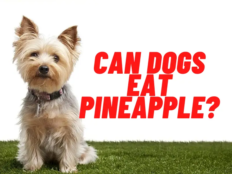Can Dogs Have Pineapples? How About Pineapple Juice ...