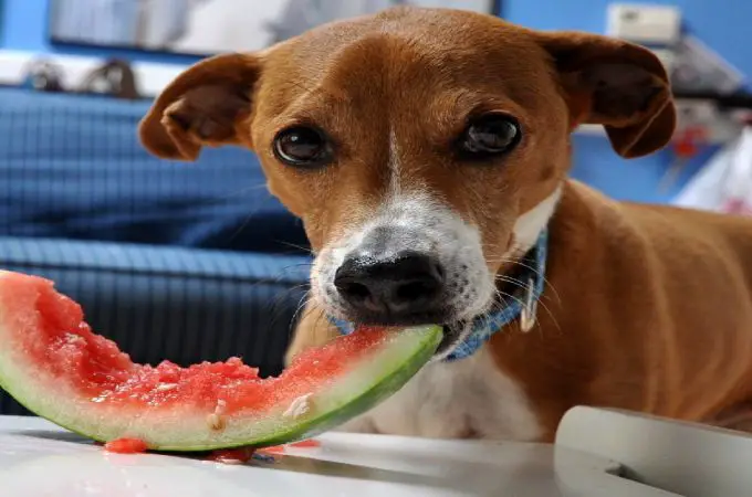 Can Dogs Eat Watermelon? The Sweet Fruits For Your Pet