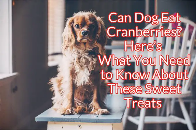 Can Dogs Eat Cranberries? | Teacup Dog Daily