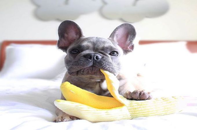 Can Dogs Eat Bananas? The Healthy Dog Treats Teacup Dog