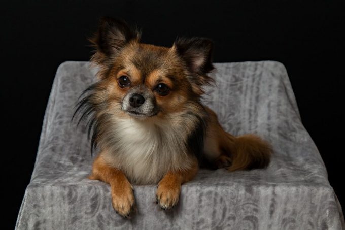 20 Cutest And Best Small Dog Breeds Perfect For Your