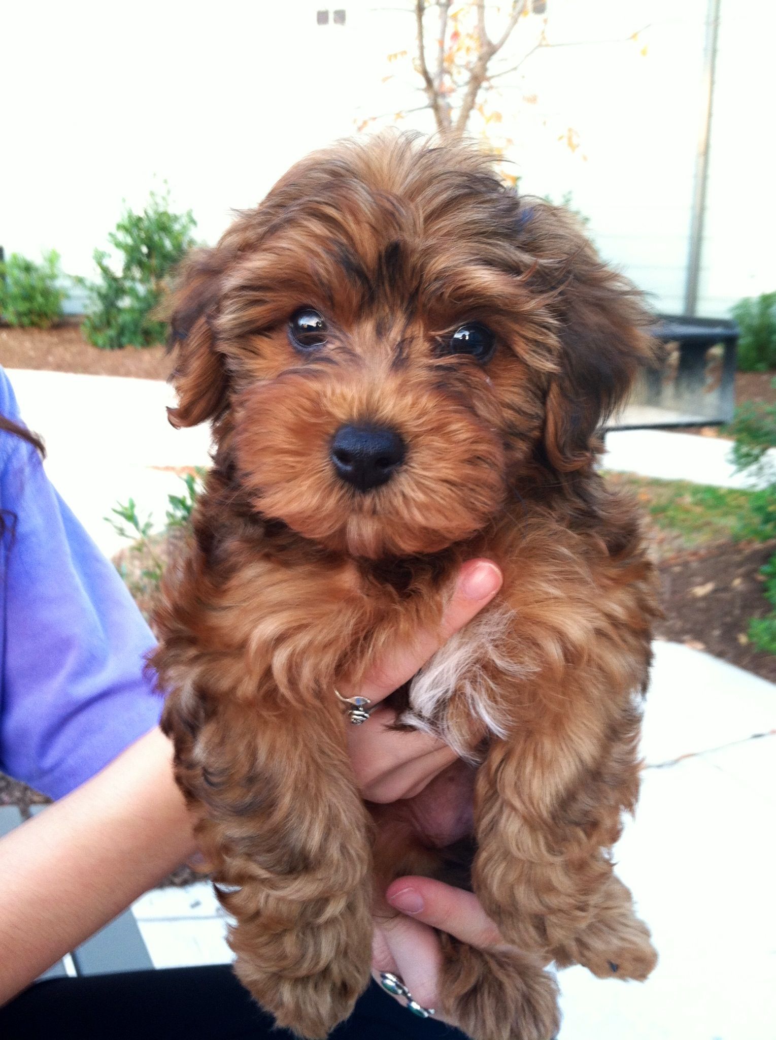 Yorkie Poo - The Cutest and Adorable Mix of Yorkie and 