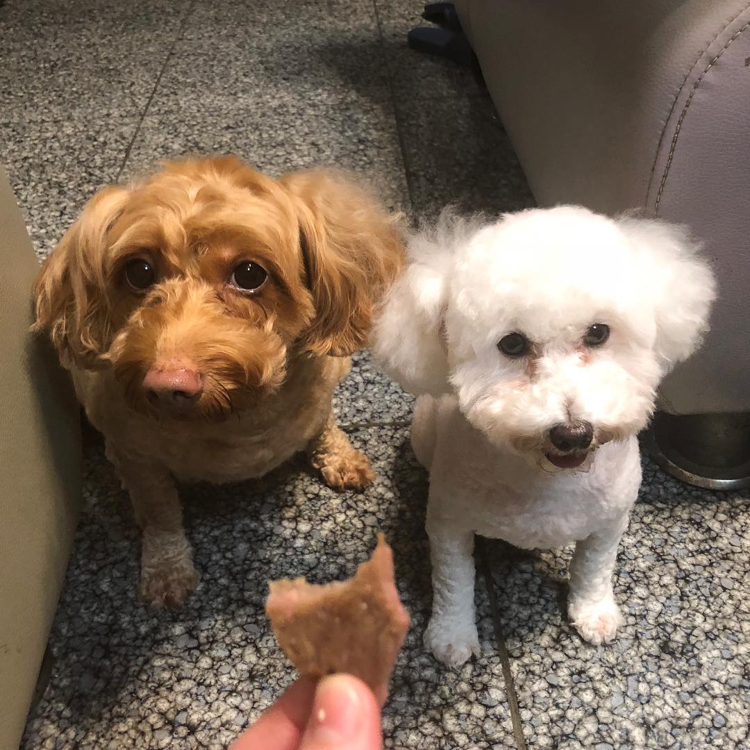 toy poodle and dachshund mix
