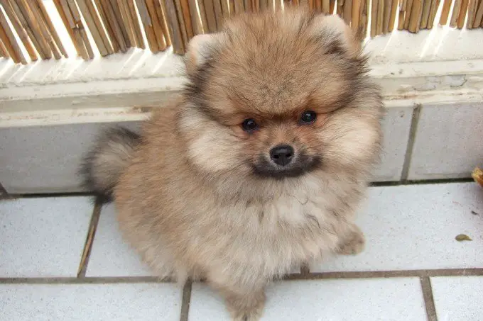 Cute Shiba Inu Mixed With Pomeranian