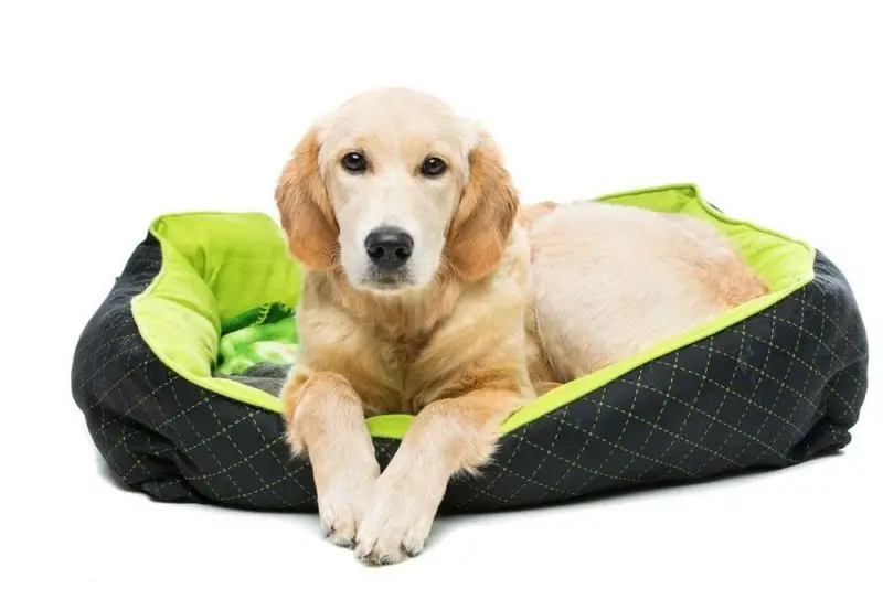 10 Best Chew Proof Dog Bed For Heavy Chewer Pets (2020
